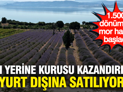 Yagi yerine kurusu kazandiriyor yurt disina satiliyor 1500 donumde mor hasat basladi 8dyPDCXs