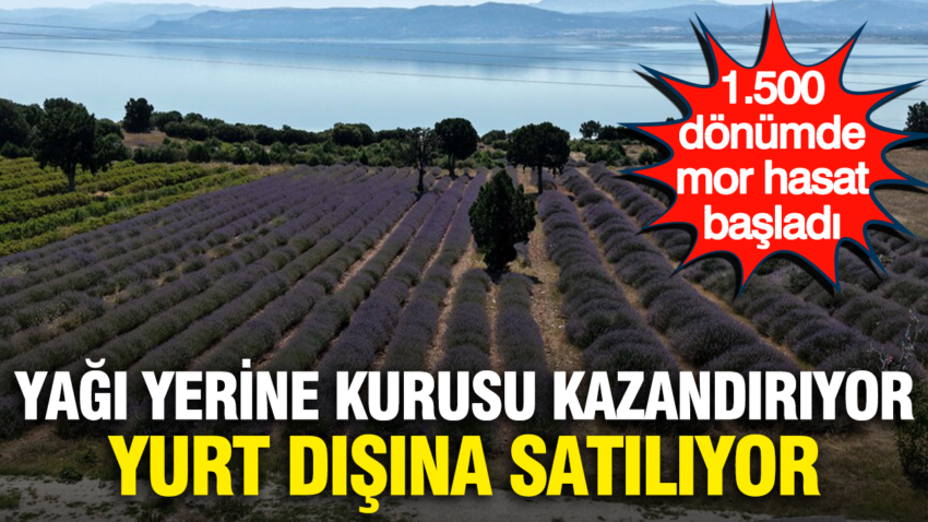 Yagi yerine kurusu kazandiriyor yurt disina satiliyor 1500 donumde mor hasat basladi 8dyPDCXs
